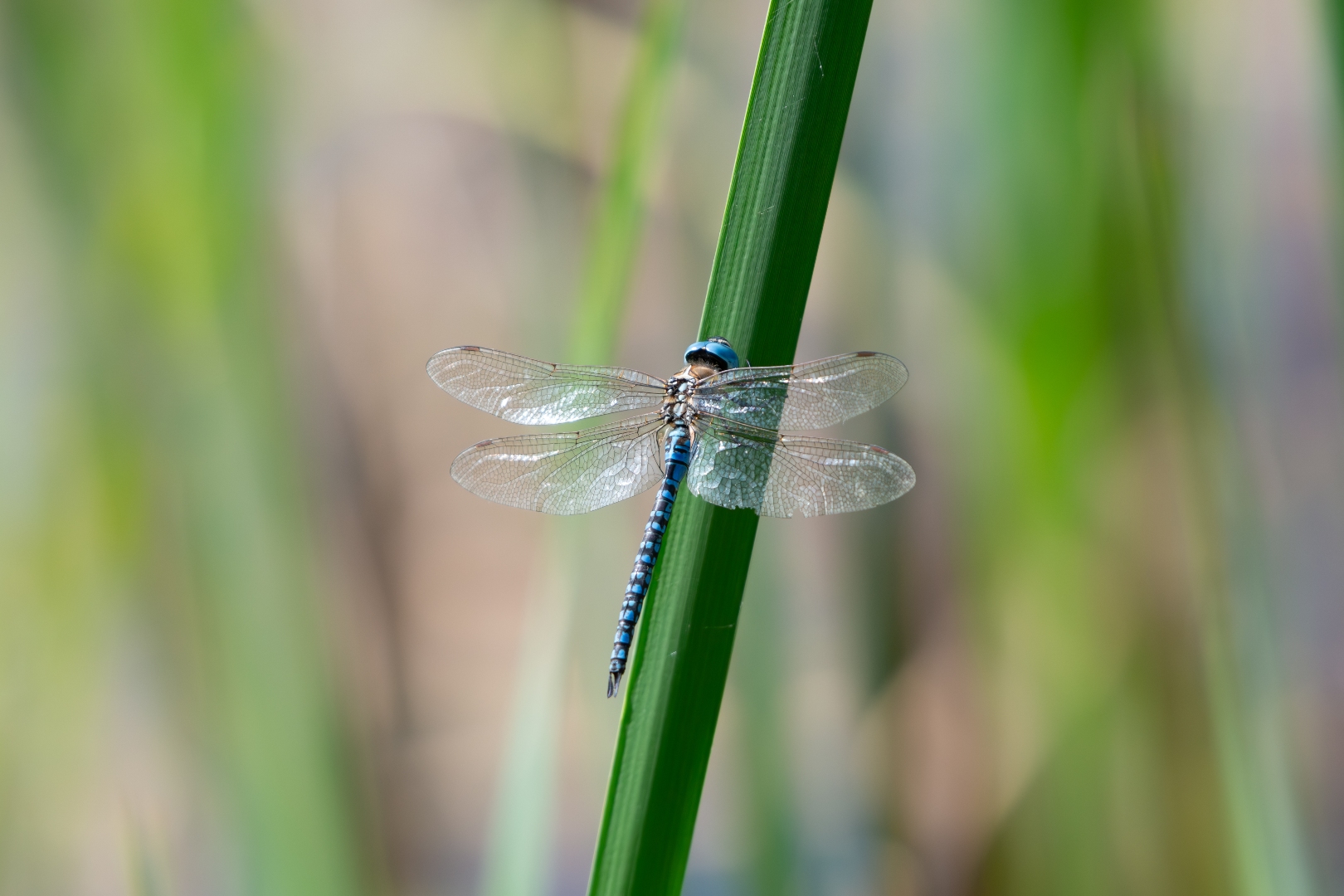 libellula