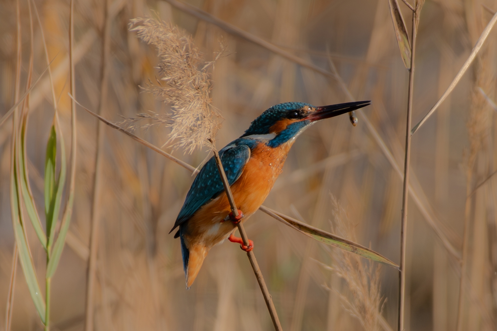 DSC_1062-Migliorato-NR