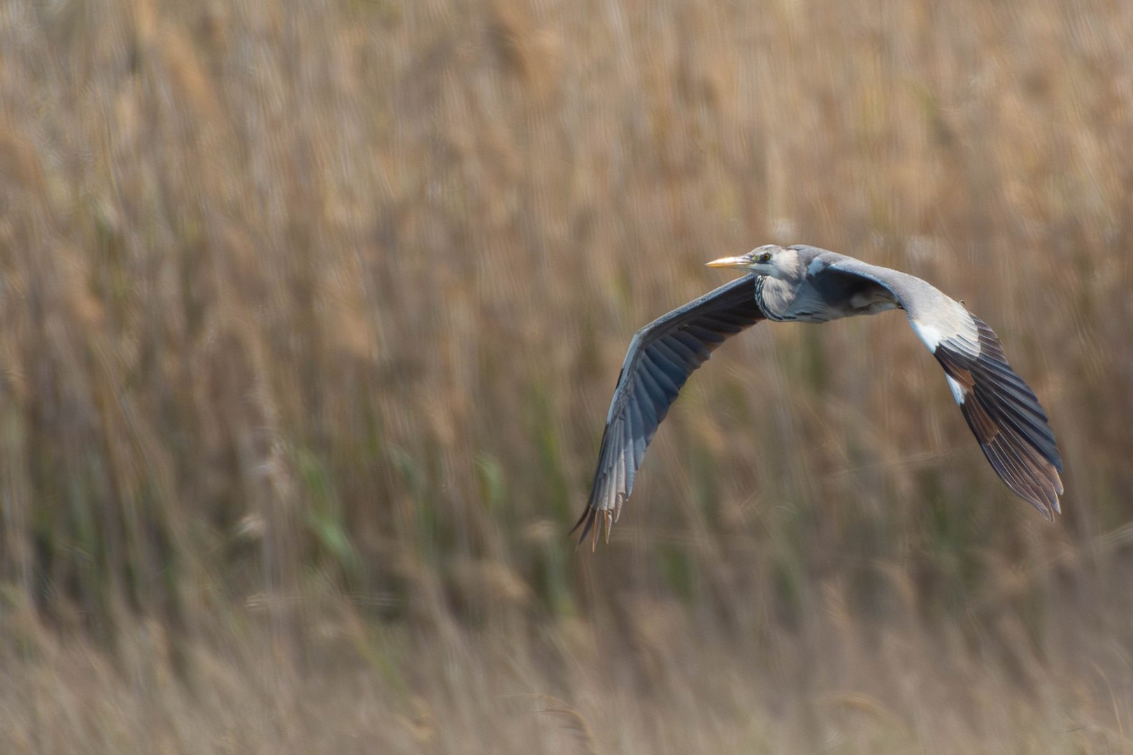 DSC_1848-Migliorato-NR
