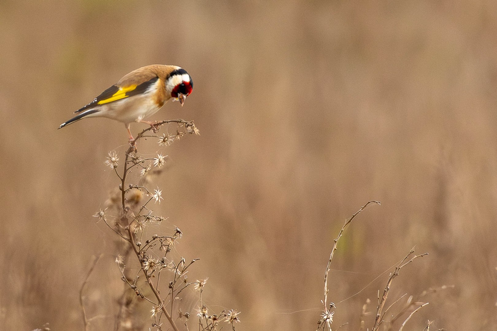 DSC_1874-Migliorato-NR