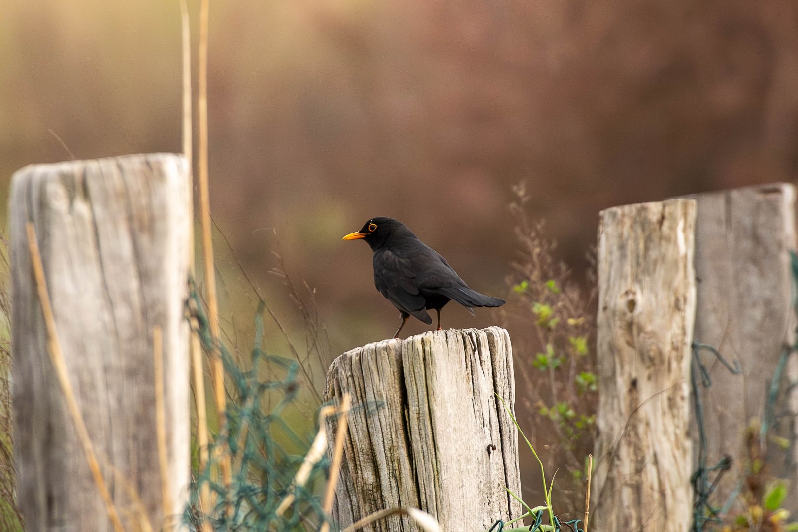 DSC_1890-Migliorato-NR