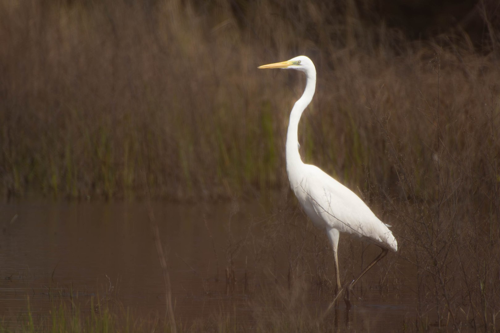 DSC_2022-Migliorato-NR