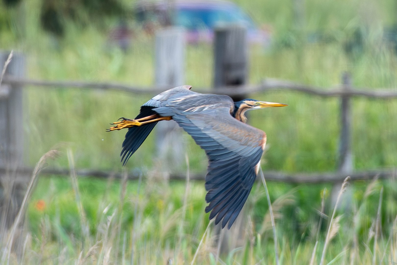 500_0084-Migliorato-NR