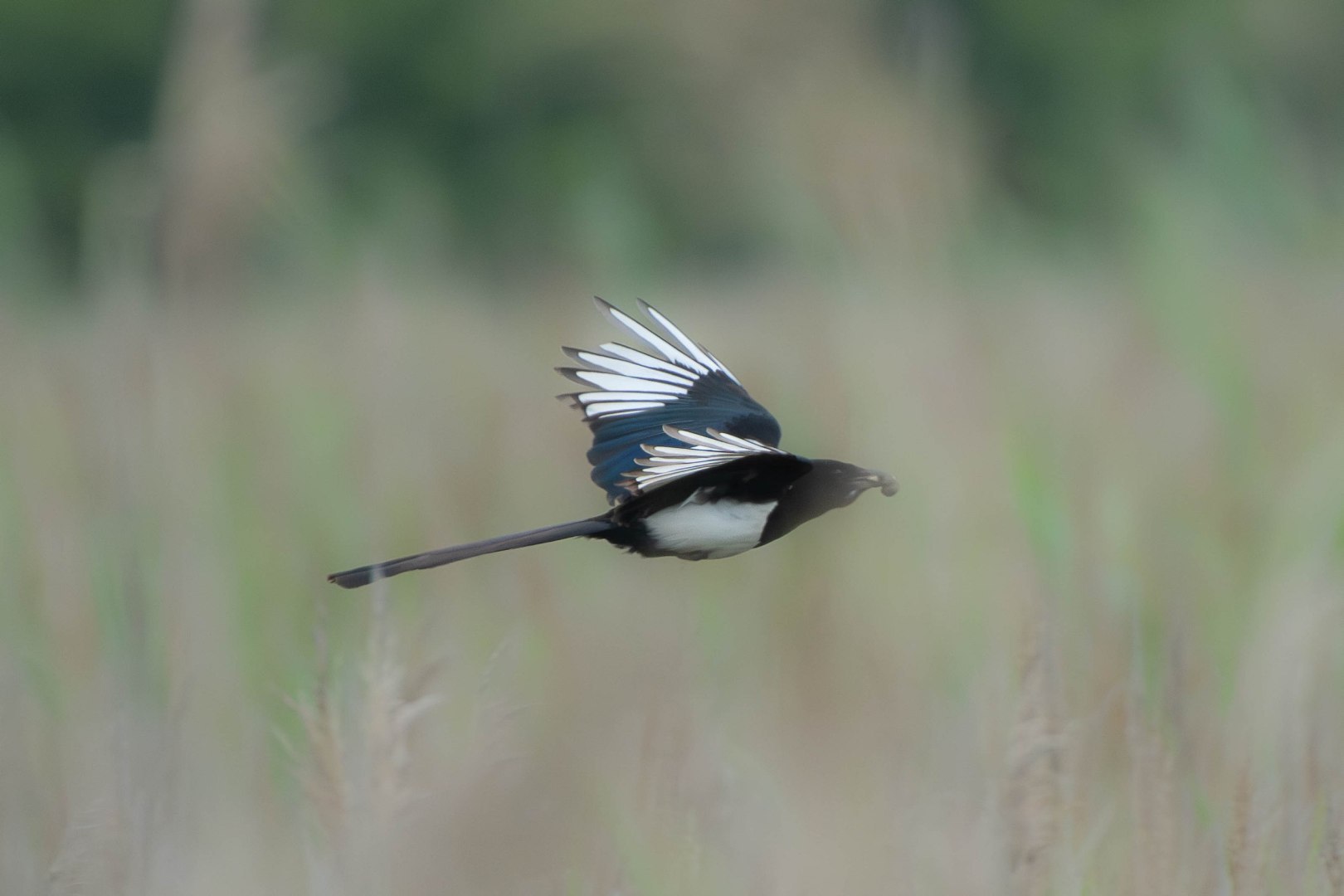 500_0106-Migliorato-NR