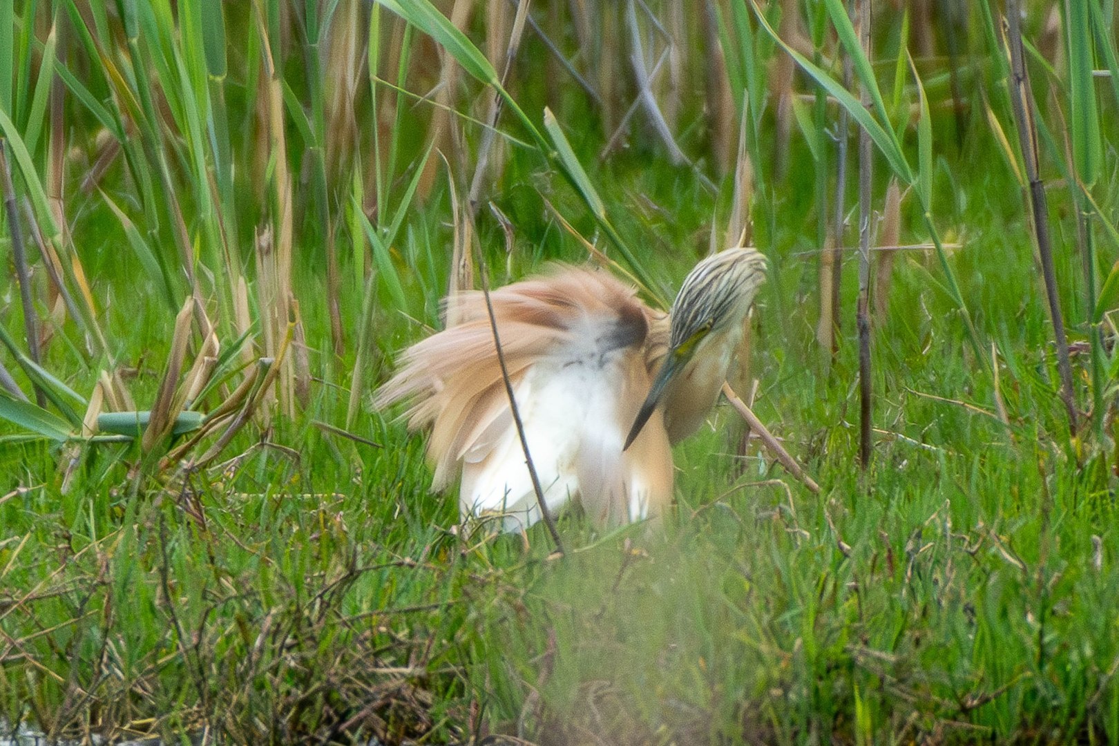 500_0118-Migliorato-NR