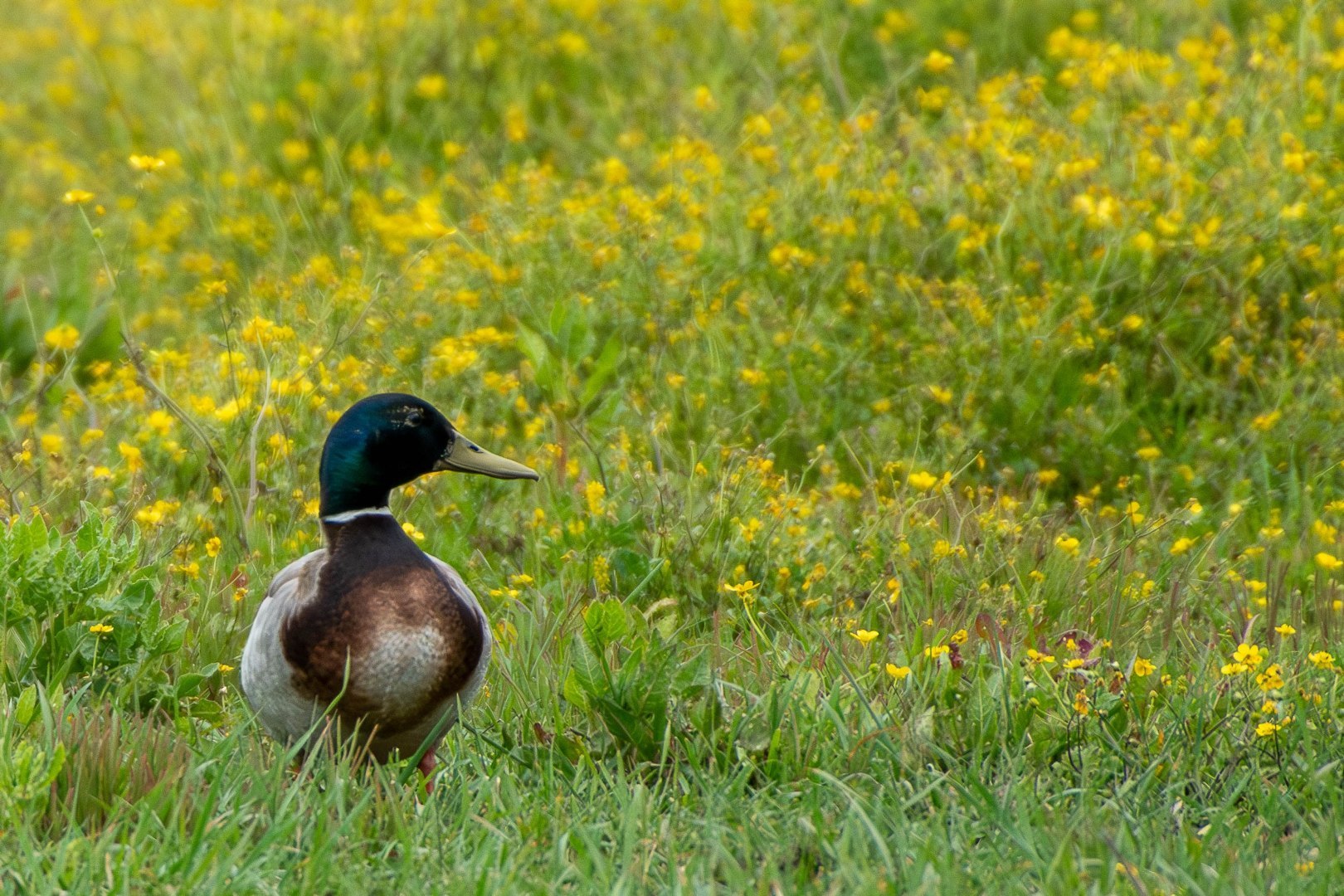 500_0125-Migliorato-NR