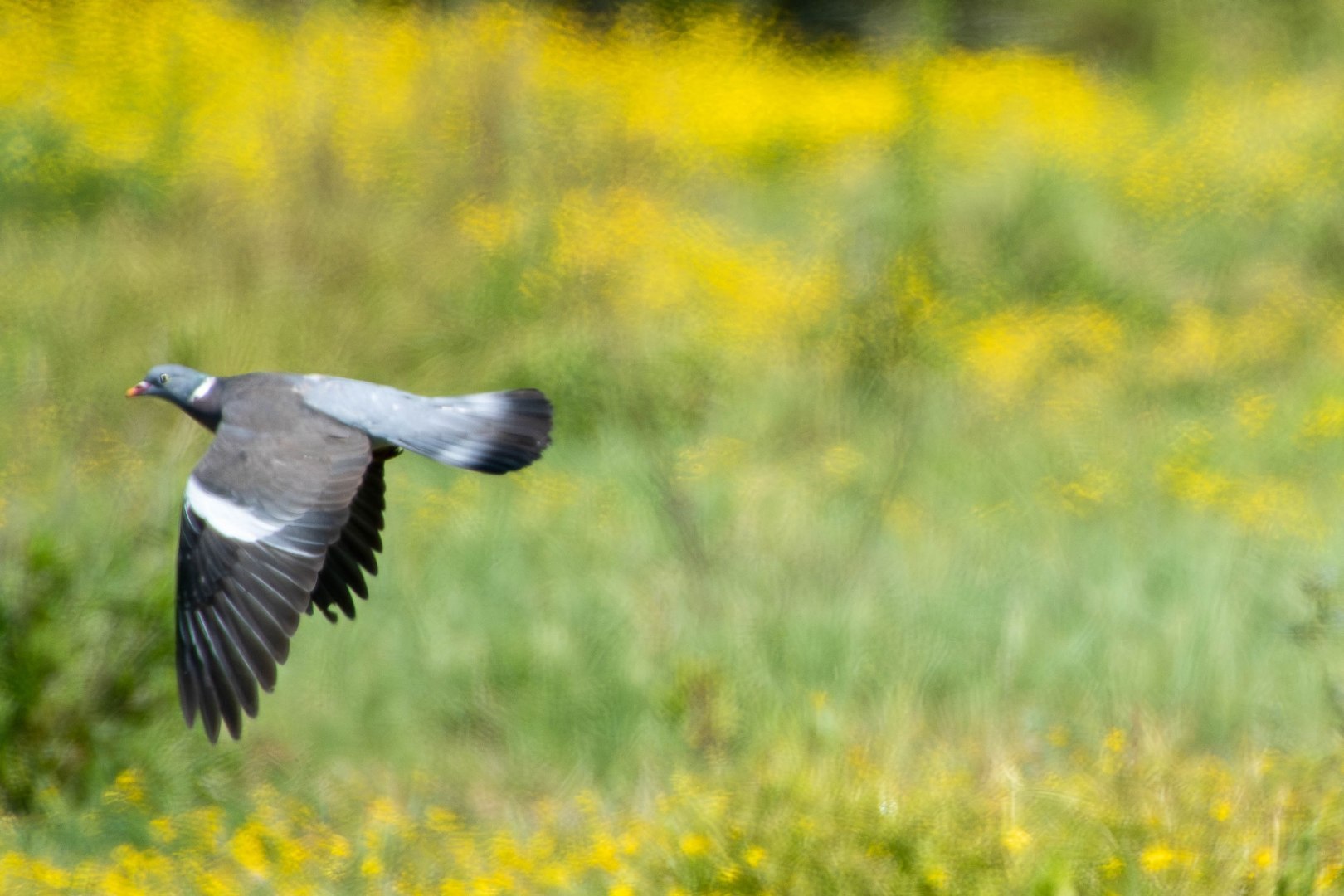 500_0127-Migliorato-NR