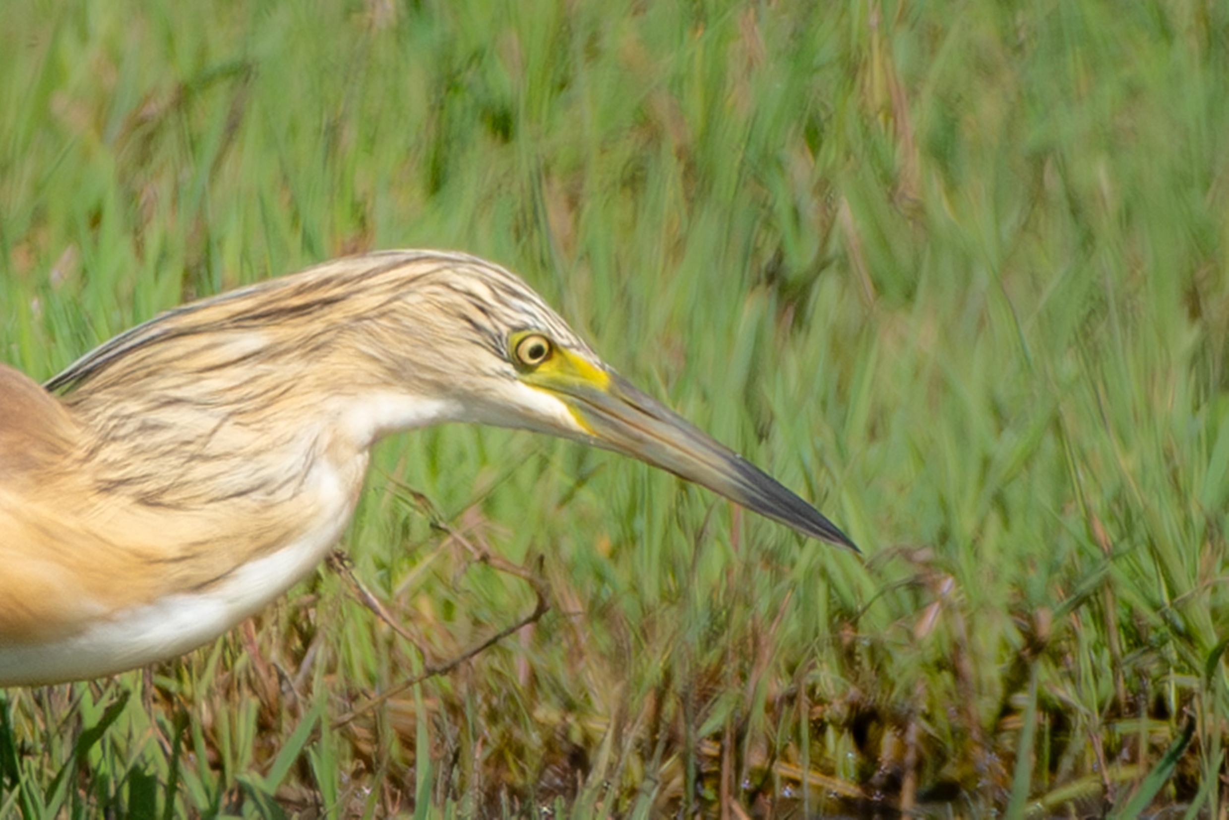 500_0724-Migliorato-NR – Copia