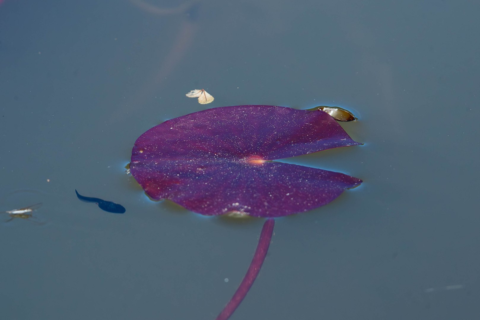 800_2226-Migliorato-NR