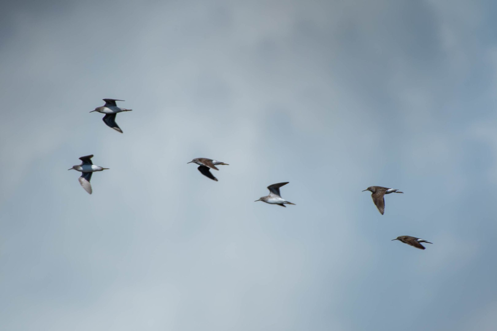 DSC_0014-Migliorato-NR