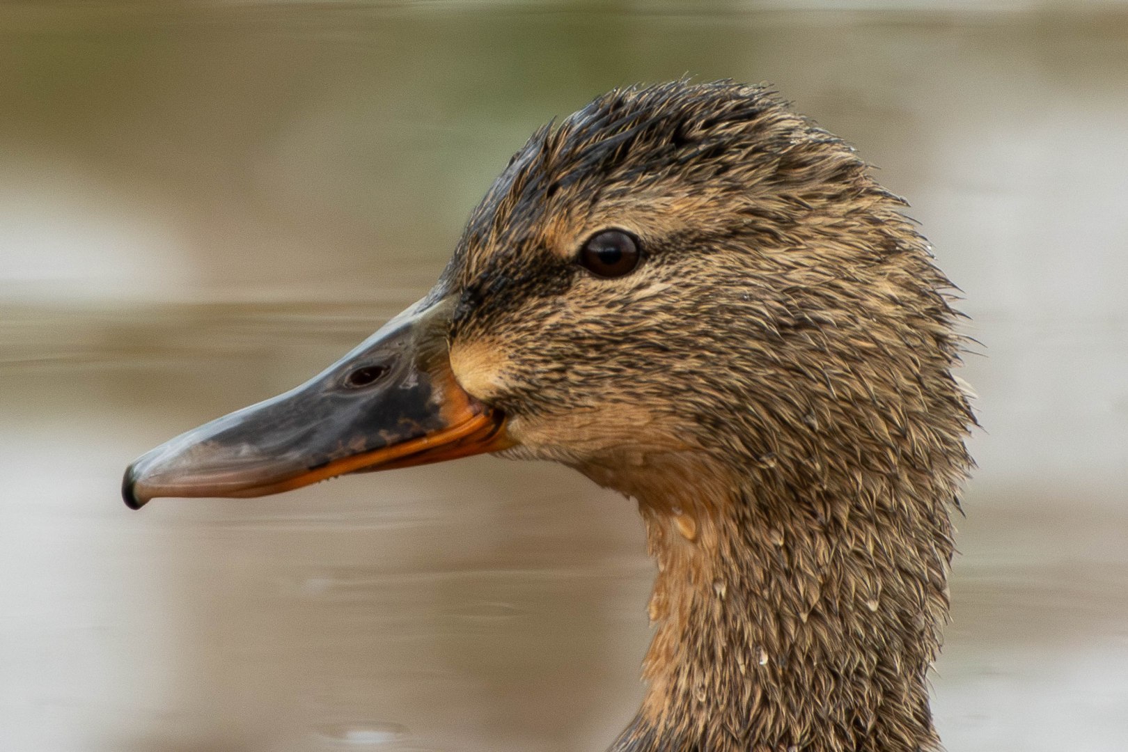DSC_2094-Migliorato-NR