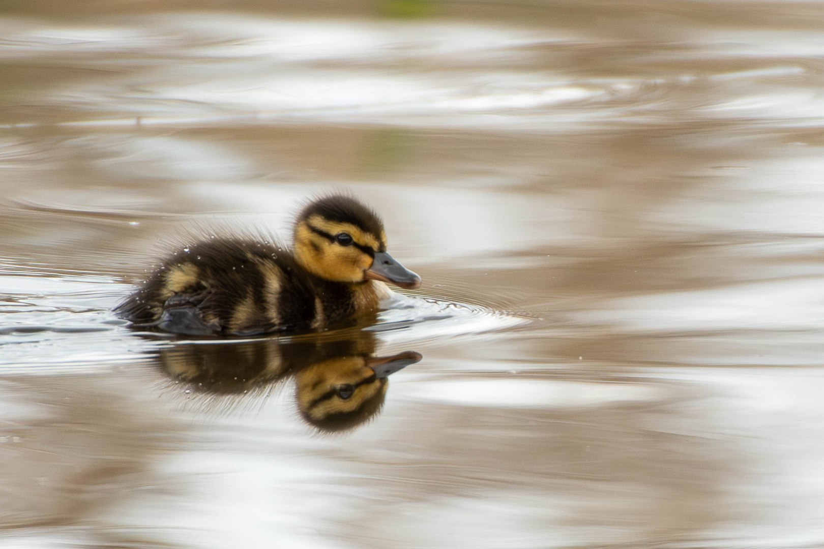 DSC_2100-Migliorato-NR
