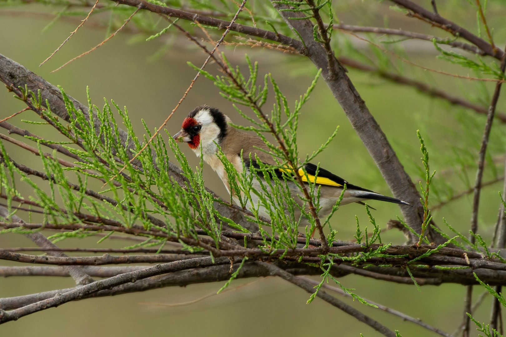 DSC_2114-Migliorato-NR