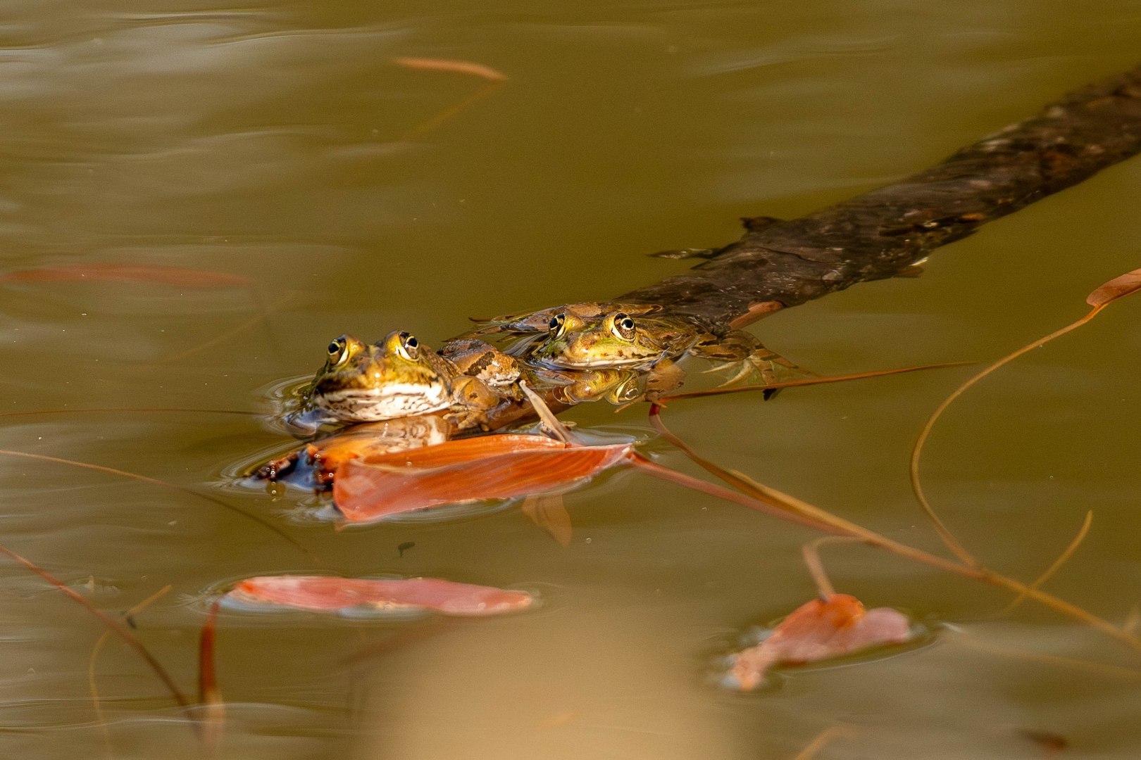 DSC_2170-Migliorato-NR