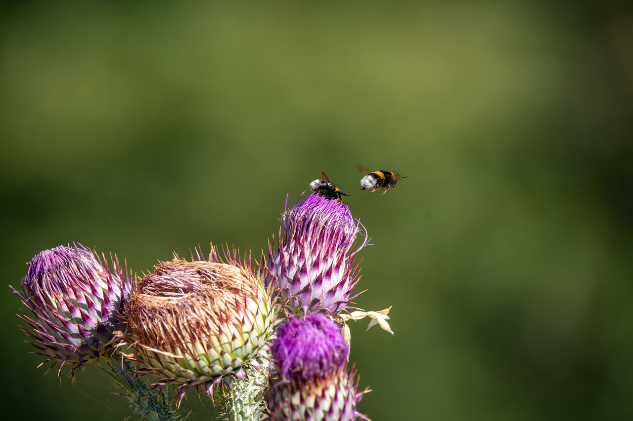 A9_07187-Migliorato-NR