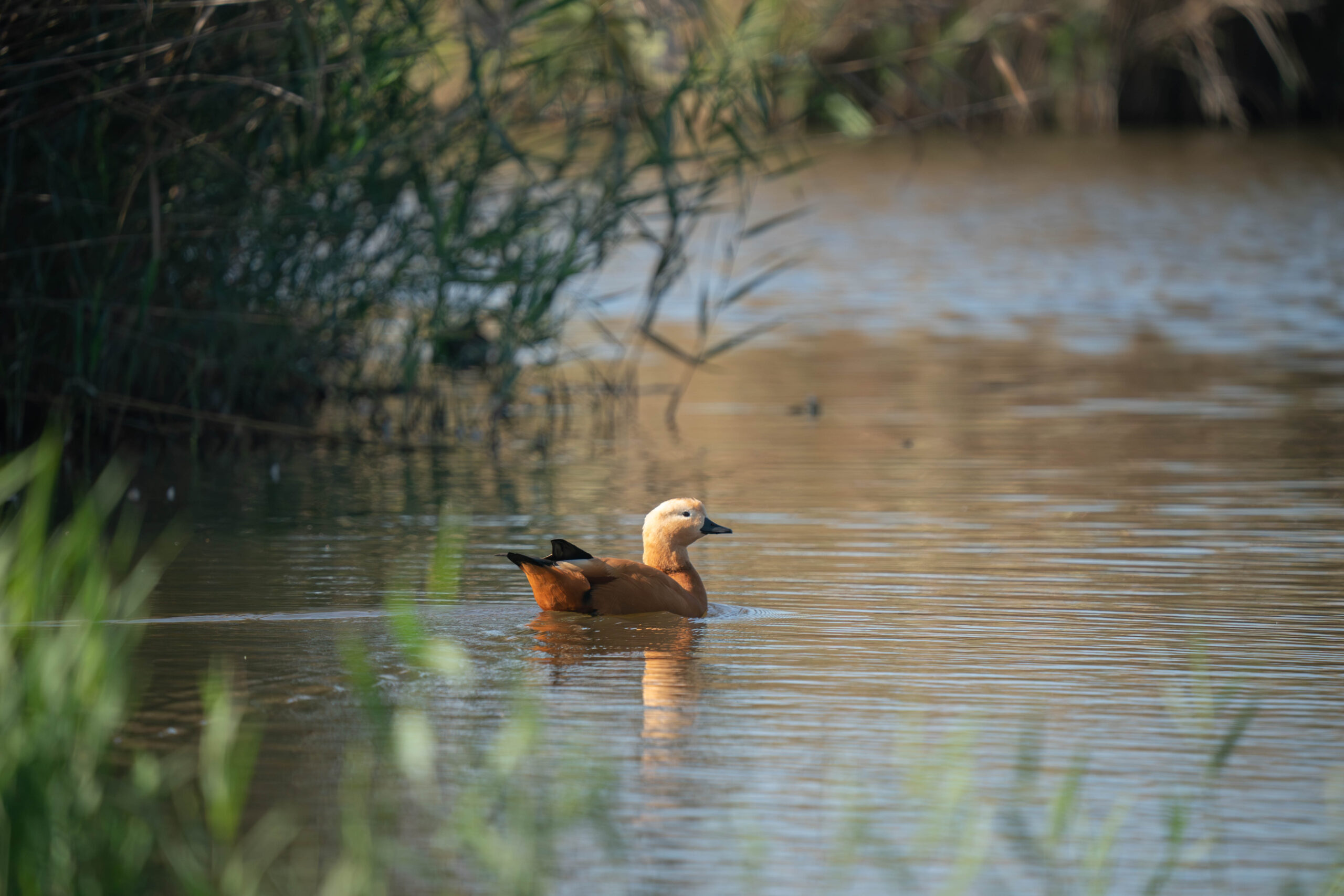 A9_00061-Migliorato-NR